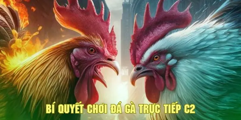 Đá Gà Trực Tiếp C2 - Khám Phá Sân Chơi Cá Cược Đặc Sắc 5 Tham khảo các bí quyết đưa ra dự đoán chính xác từ các cao thủ