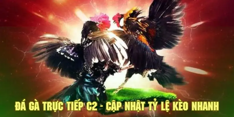 Đá Gà Trực Tiếp C2 - Khám Phá Sân Chơi Cá Cược Đặc Sắc 4 Hội viên sẽ được cập nhật các tỷ lệ kèo tham gia đá gà chính xác