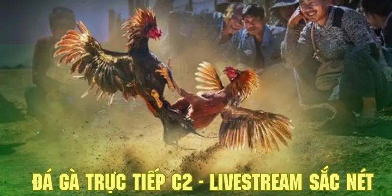 Đá Gà Trực Tiếp C2 - Khám Phá Sân Chơi Cá Cược Đặc Sắc 3 Tham gia cá cược hấp dẫn và theo dõi diễn biến với hình ảnh sắc nét