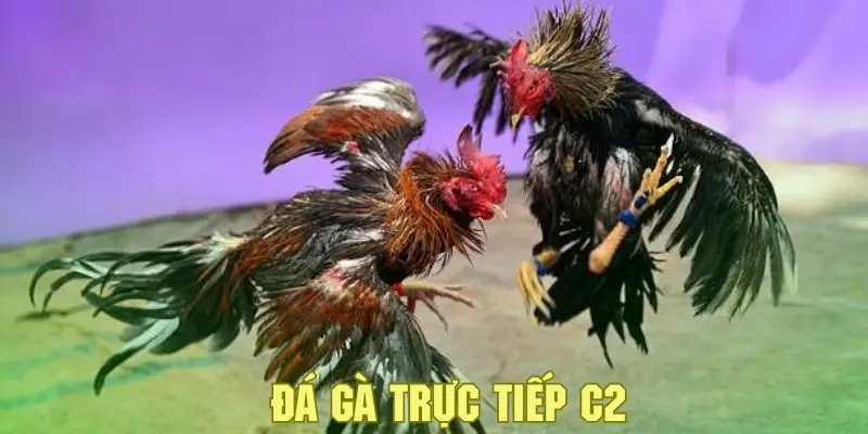 Đá Gà Trực Tiếp C2 - Khám Phá Sân Chơi Cá Cược Đặc Sắc 2 Giới thiệu về hình thức đá gà trực tiếp C2 tại thương hiệu nổi bật QQ88